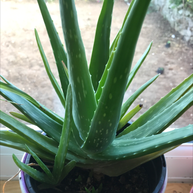 Aloe vera plant photo by @LVL500 named Aurora on Greg, the plant care app.