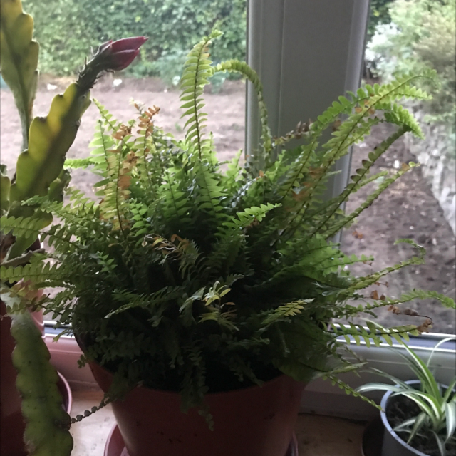 Boston Fern plant photo by @LVL500 named Huckleberry Fern on Greg, the plant care app.