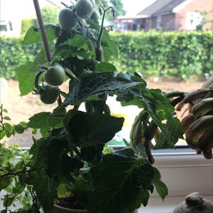 Tomato Plant plant photo by @LVL500 named Tolkien on Greg, the plant care app.