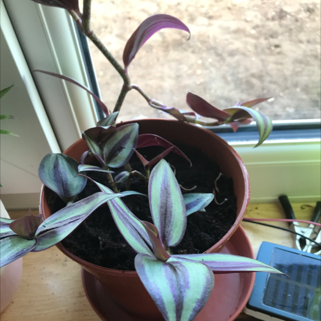 Spiderwort plant photo by @LVL500 named Wanda on Greg, the plant care app.