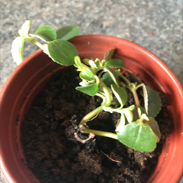 Pilea Baby Tears plant photo by @LVL500 named Millie on Greg, the plant care app.