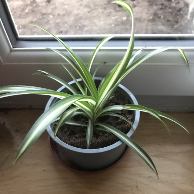 Spider Plant plant photo by @LVL500 named Your plant on Greg, the plant care app.