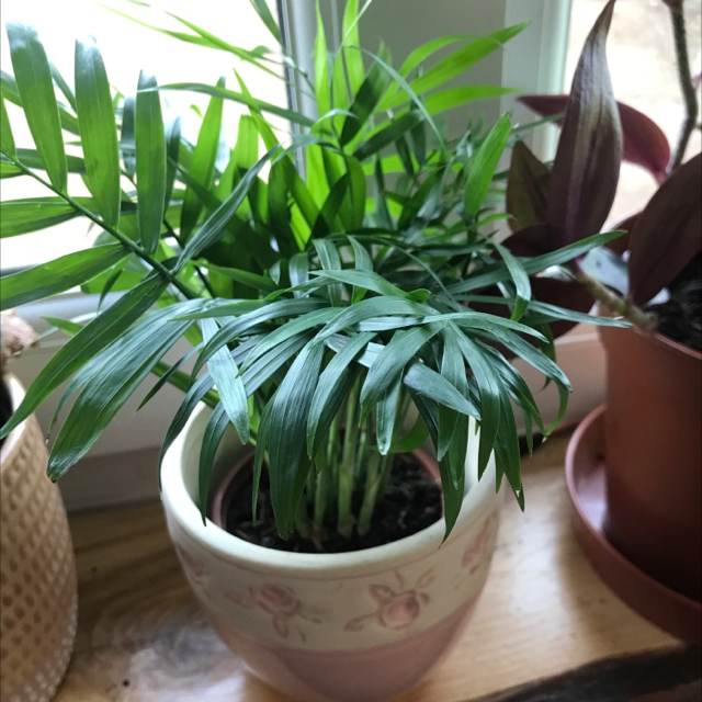 Parlour Palm plant photo by @LVL500 named Patricia on Greg, the plant care app.