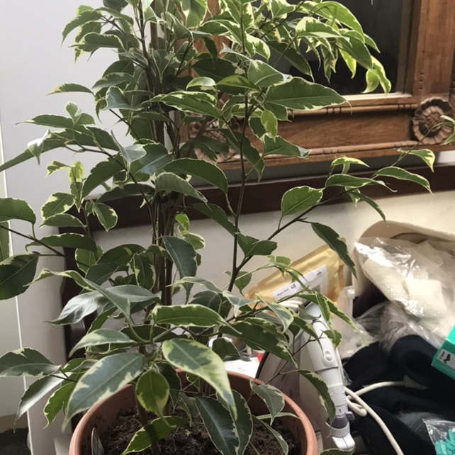 Weeping Fig plant photo by @LVL500 named Your plant on Greg, the plant care app.