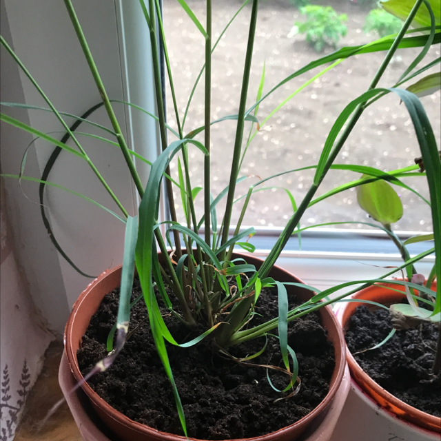 Lemon Grass plant photo by @LVL500 named Luna on Greg, the plant care app.