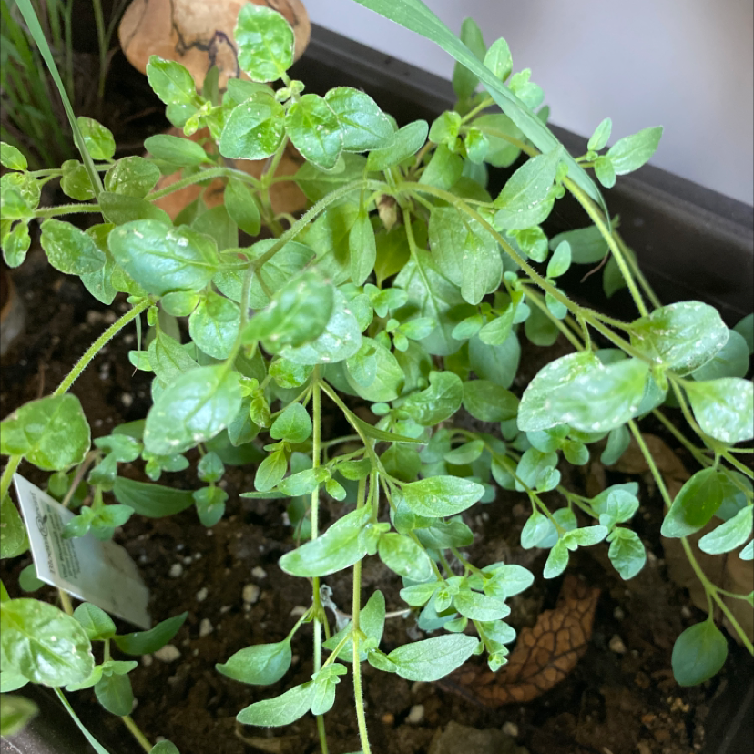 Healthy Common Chickweed plant with vibrant green leaves and visible soil.