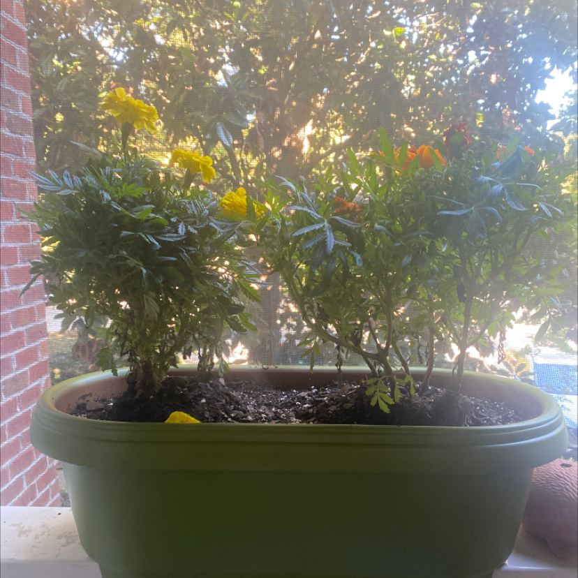 African Marigold is Toxic To Cats 🐈