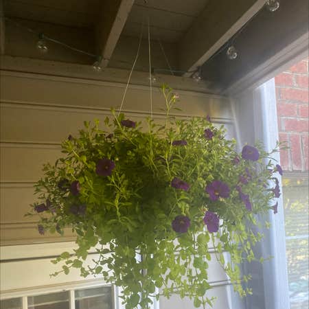Photo of the plant species Seaside Petunia by @EricaClark23 named Violeta on Greg, the plant care app