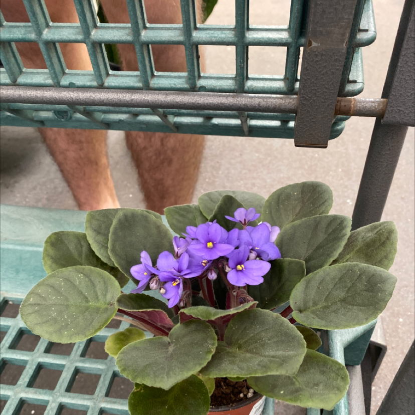 Kenyan Violet plant with purple flowers on a green metal shelf.