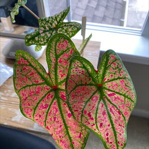 Caladium Gingerland plant photo by Alyssa named Pinot on Greg, the plant care app.