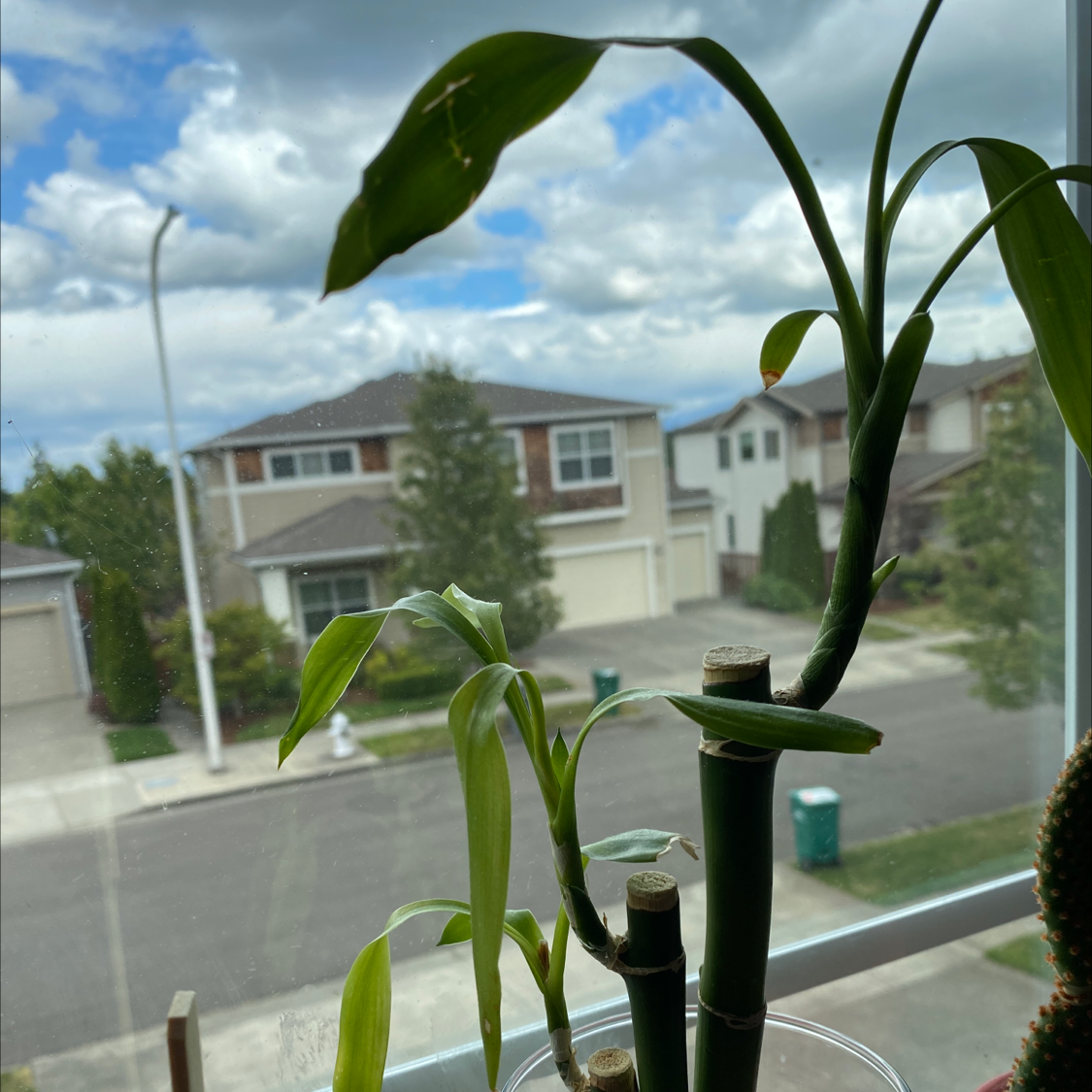 Lucky Bamboo plant photo by Alyssa named Lucky on Greg, the plant care app.