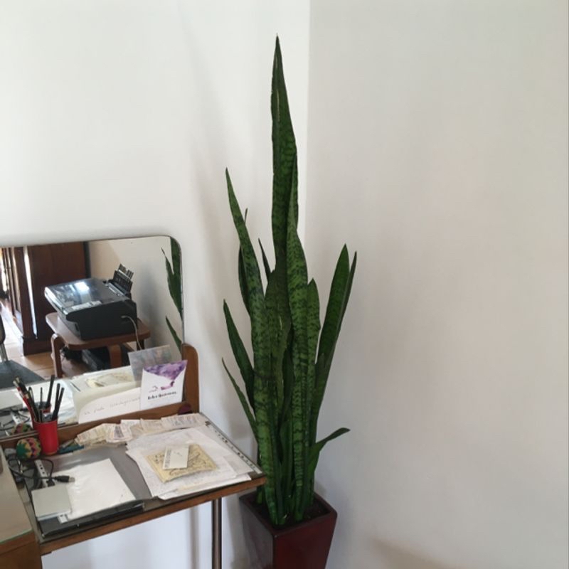 Healthy Snake Plant in a corner of a room with upright green leaves.
