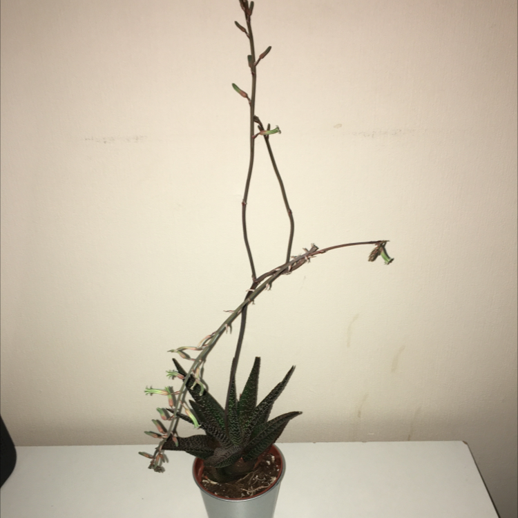 Gasteraloe 'Royal Highness' plant photo by @Danya named Charles on Greg, the plant care app.