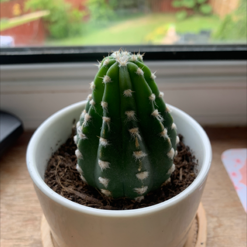 Blue Barrel Cactus in a white pot on a windowsill, appearing healthy.