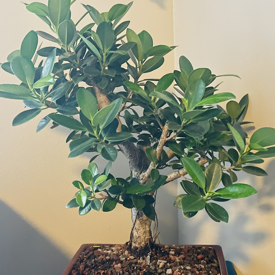 Ficus Moclame plant in a pot with healthy green leaves and visible soil.