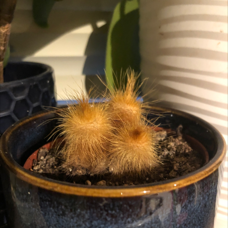 Hooked Cactus in a dark-colored pot with visible soil, appears healthy.