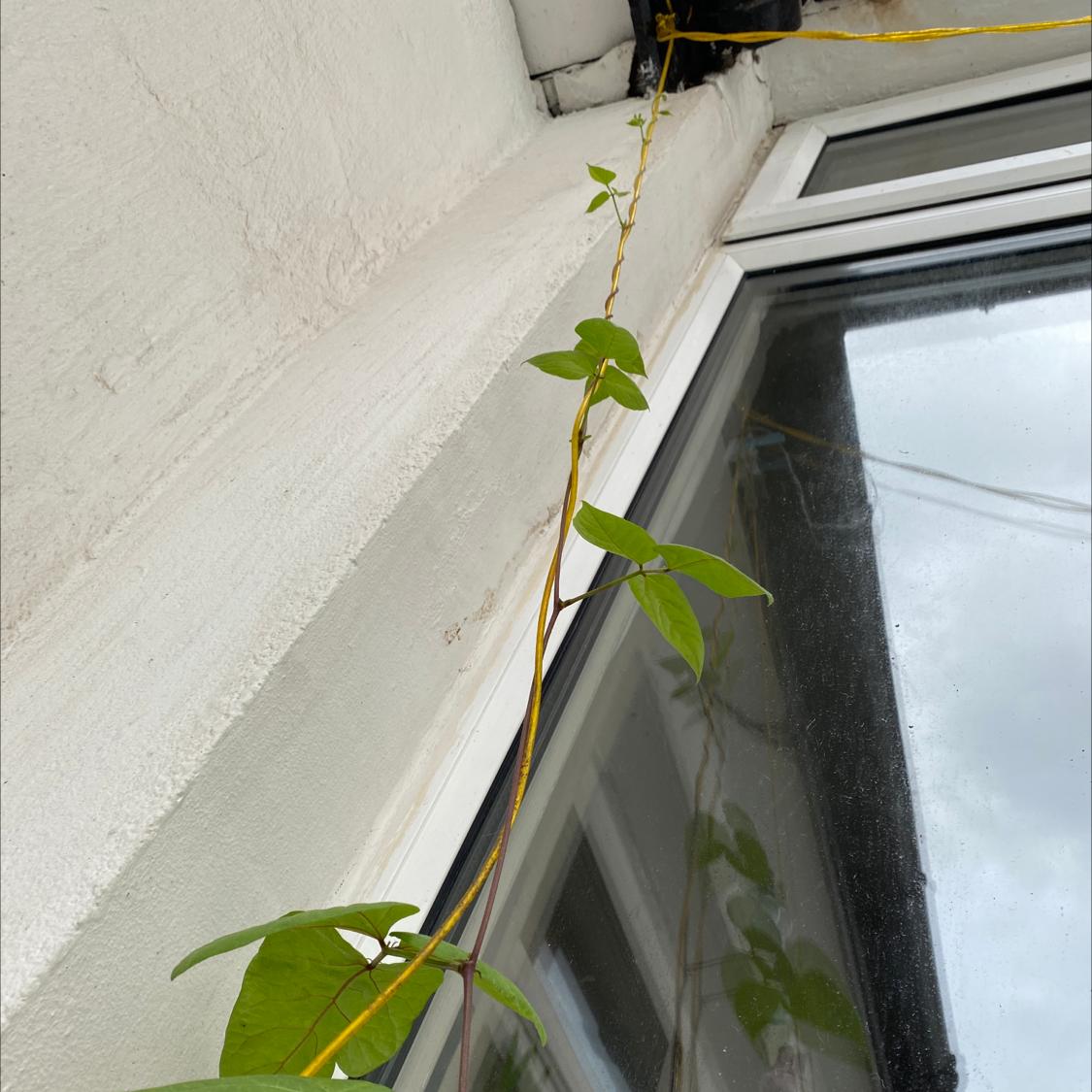 Common Bean plant growing along a window frame with green leaves.
