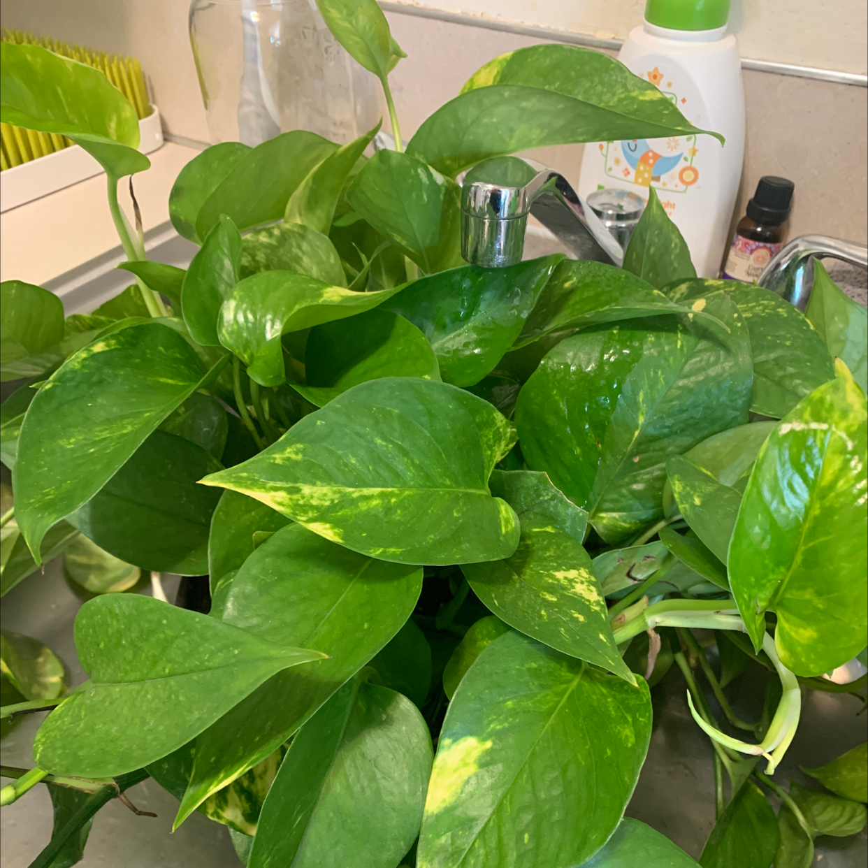 Taro Vine plant photo by @TiffanyWalker named Olive on Greg, the plant care app.