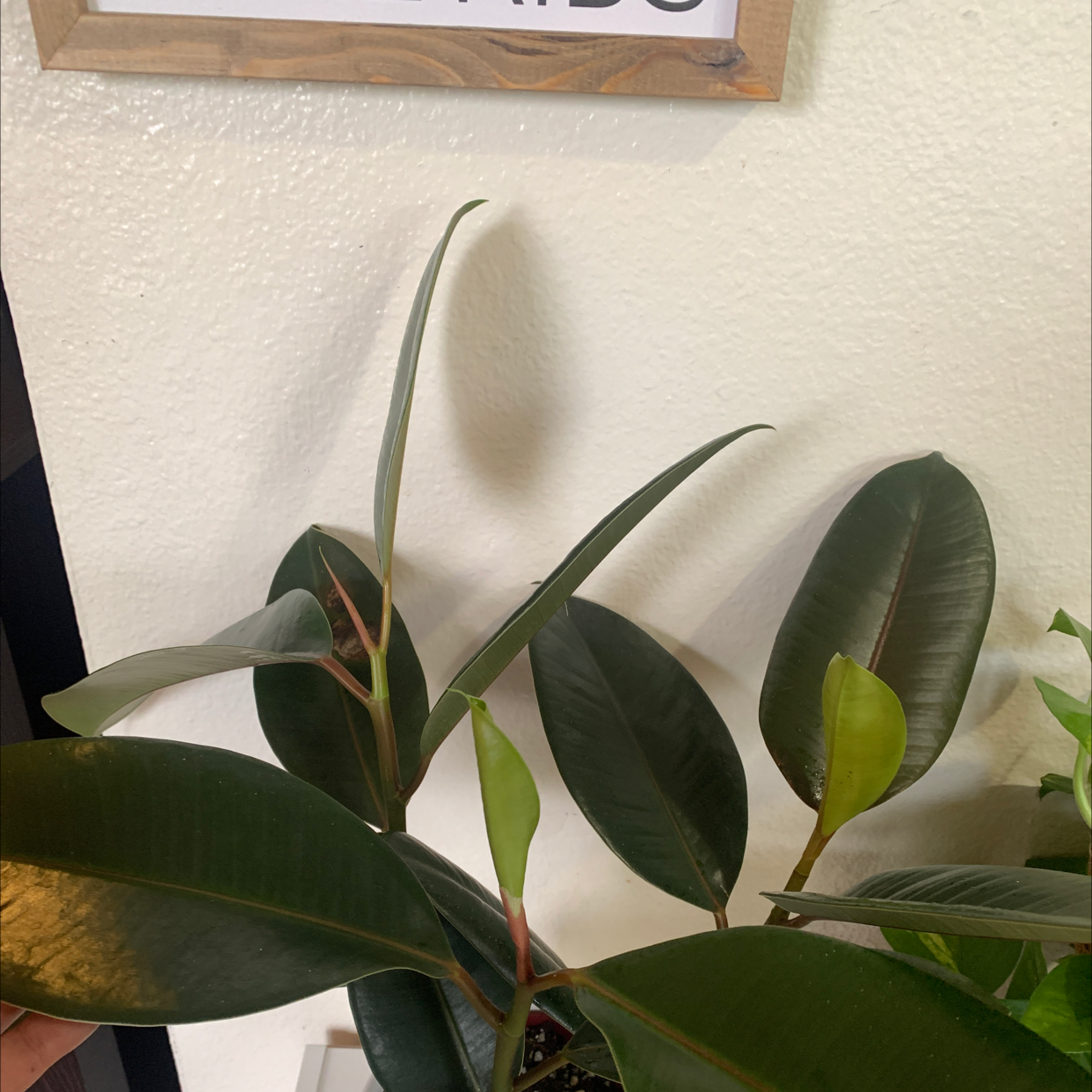 Rubber Plant plant photo by @TiffanyWalker named Cora on Greg, the plant care app.