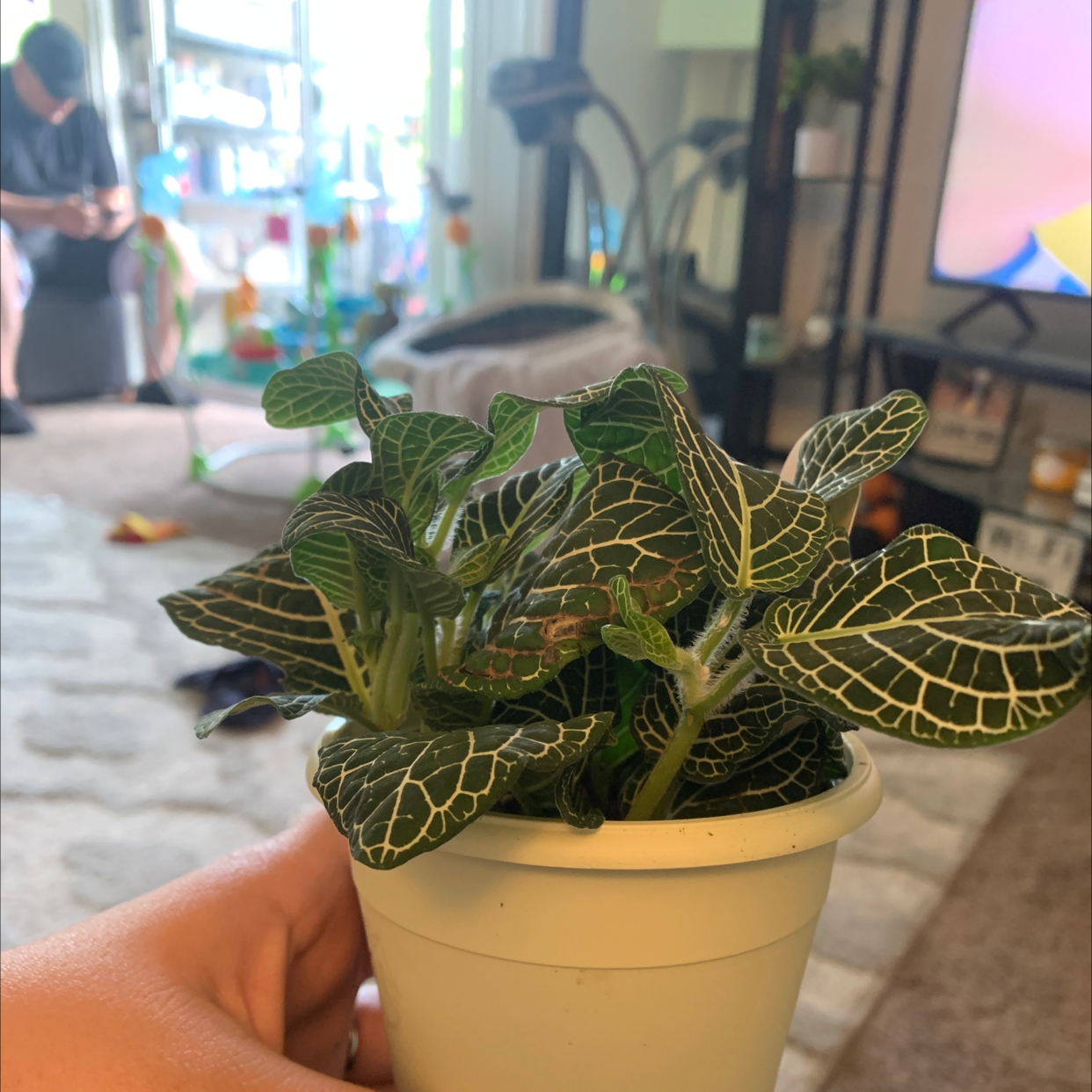 White Anne Nerve Plant plant photo by @TiffanyWalker named Minnie on Greg, the plant care app.