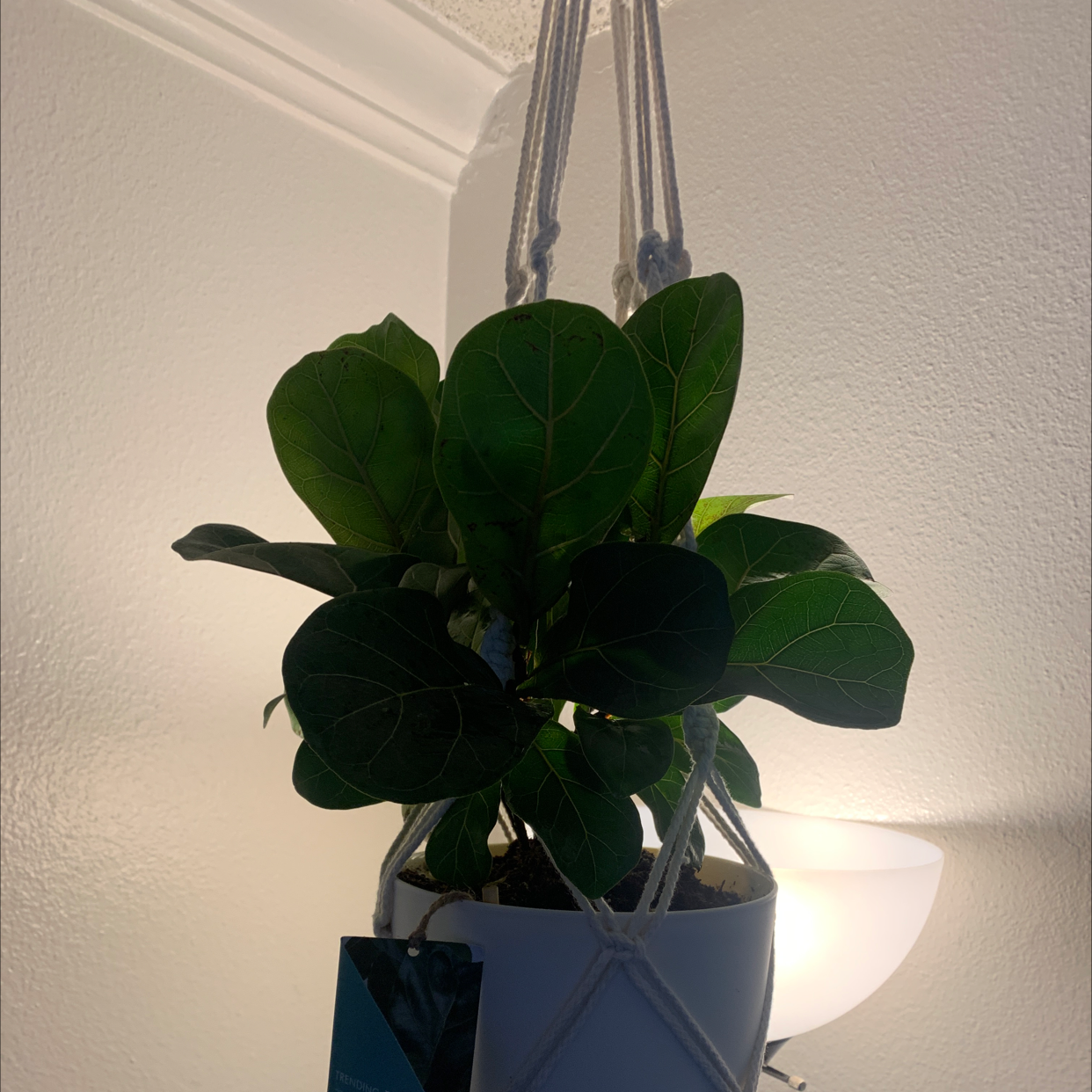 Fiddle Leaf Fig plant photo by @TiffanyWalker named Fiona on Greg, the plant care app.