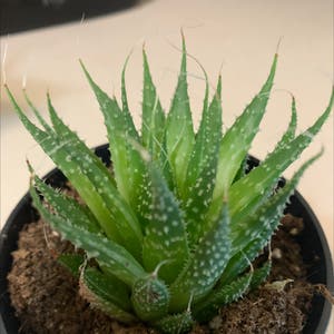 Aloe Aristata plant photo by @TiffanyWalker named Baby Georgia on Greg, the plant care app.