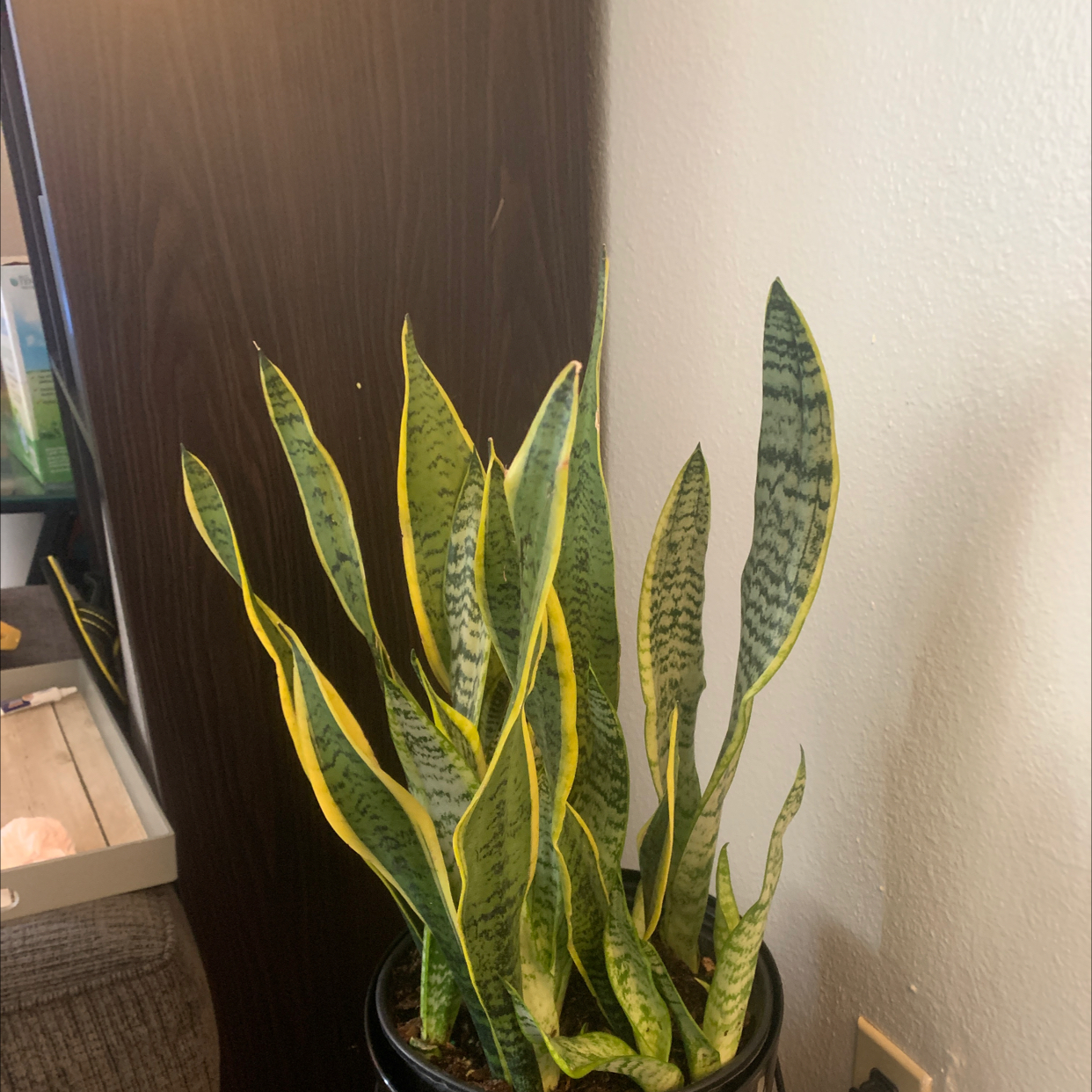 Snake Plant plant photo by @TiffanyWalker named Sammy on Greg, the plant care app.