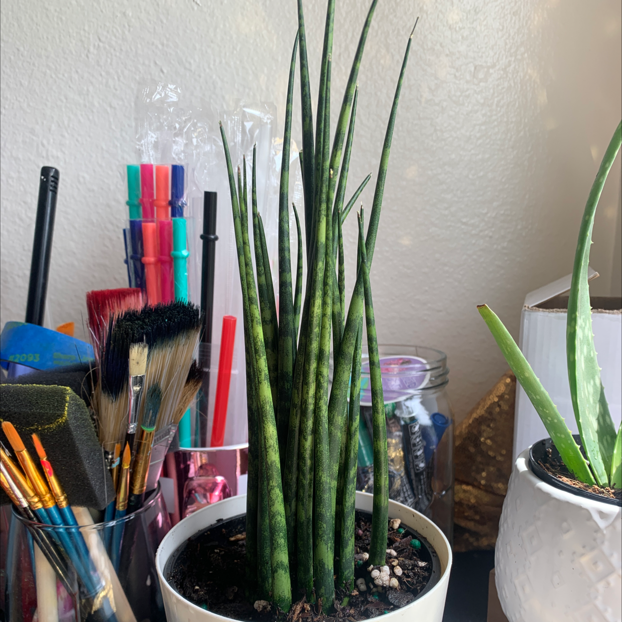 Cylindrical Snake Plant plant photo by @TiffanyWalker named Steve on Greg, the plant care app.