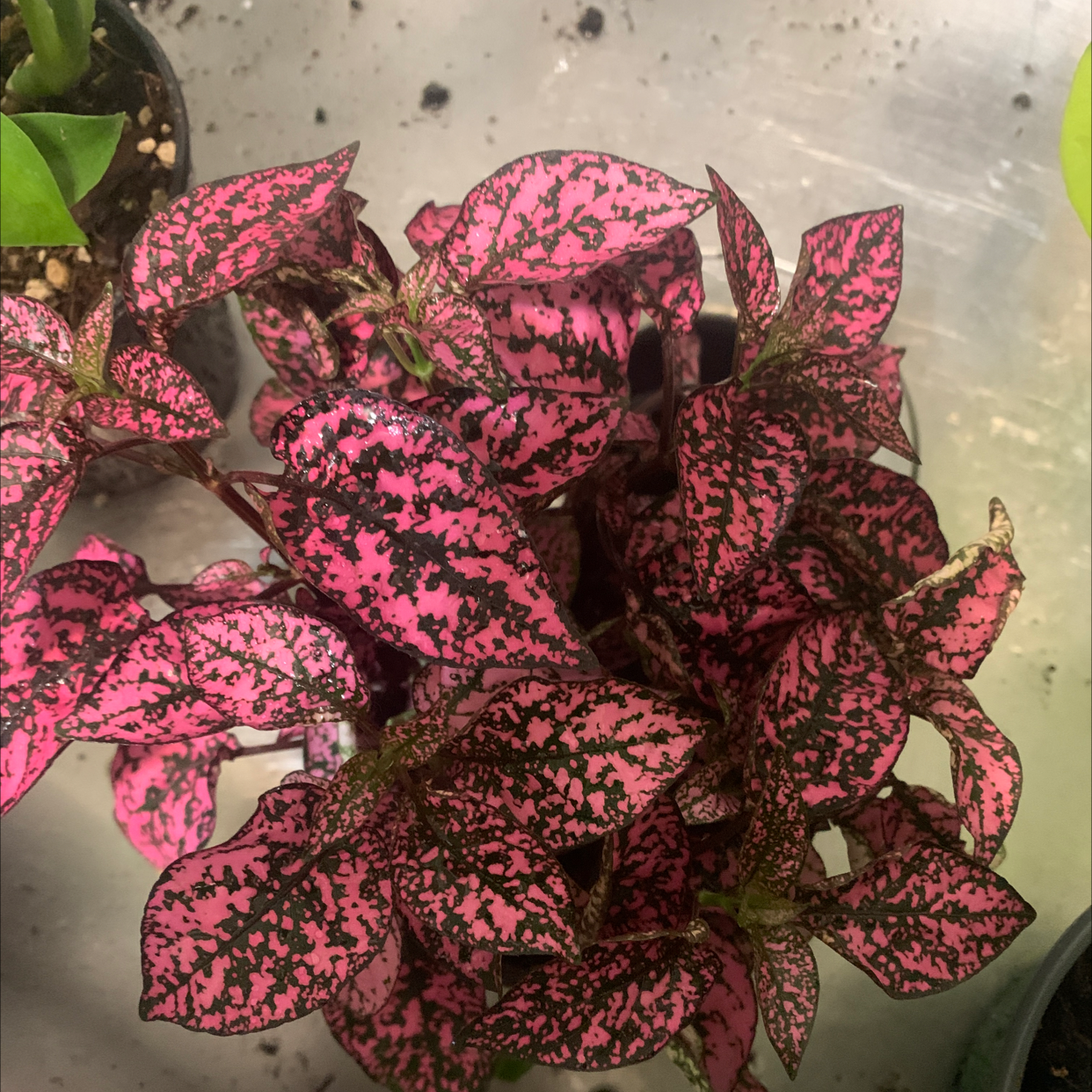 Polka Dot Plant plant photo by @TiffanyWalker named Penelope on Greg, the plant care app.