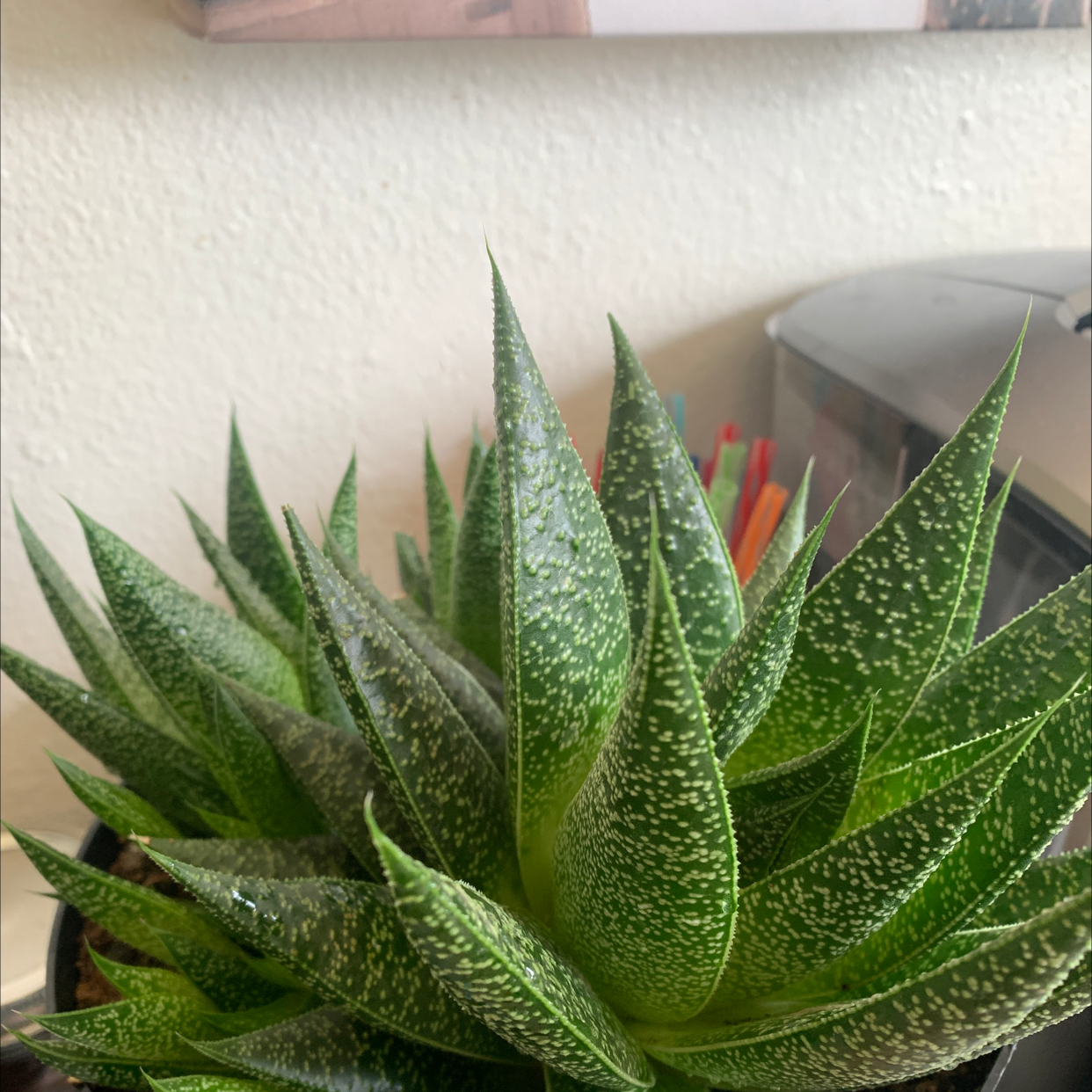 Zebra Plant plant photo by @TiffanyWalker named Grace on Greg, the plant care app.