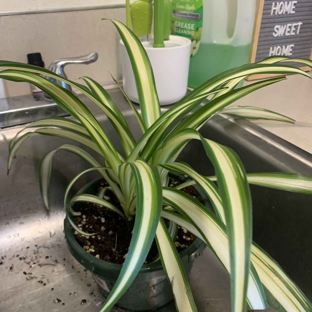 Spider Plant plant photo by @TiffanyWalker named Karen on Greg, the plant care app.