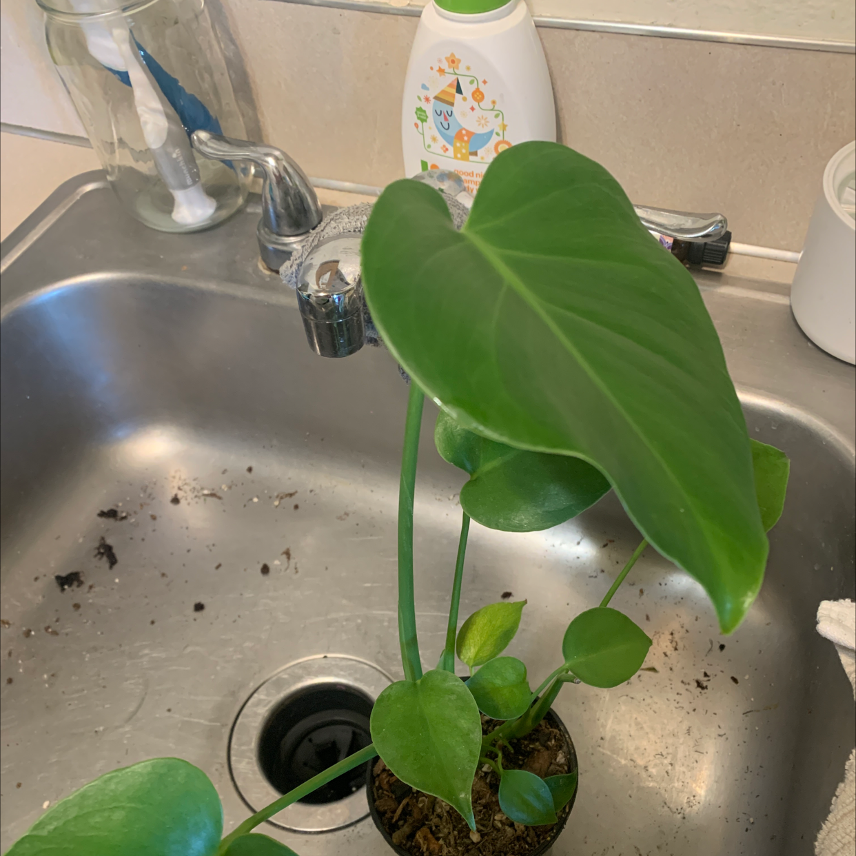 Monstera plant photo by @TiffanyWalker named Maelee on Greg, the plant care app.