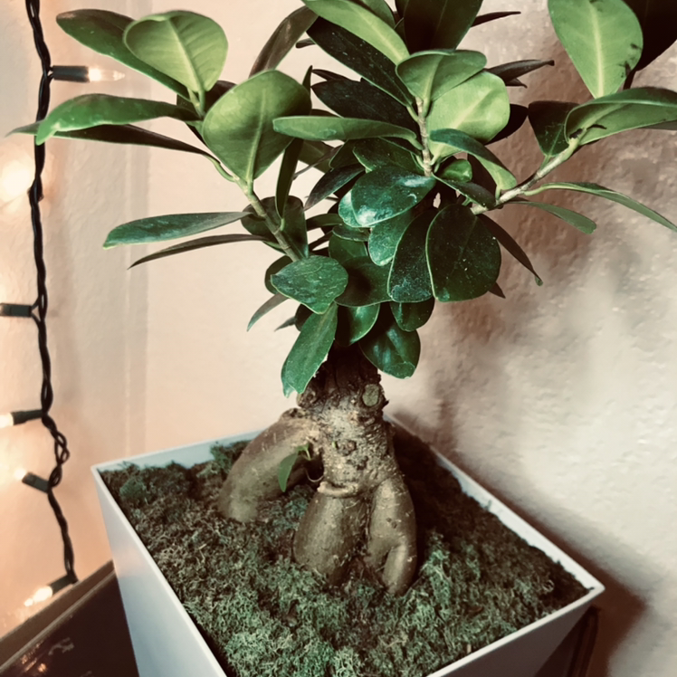 Ficus Ginseng plant photo by @Smokeheem named LiloStitch on Greg, the plant care app.