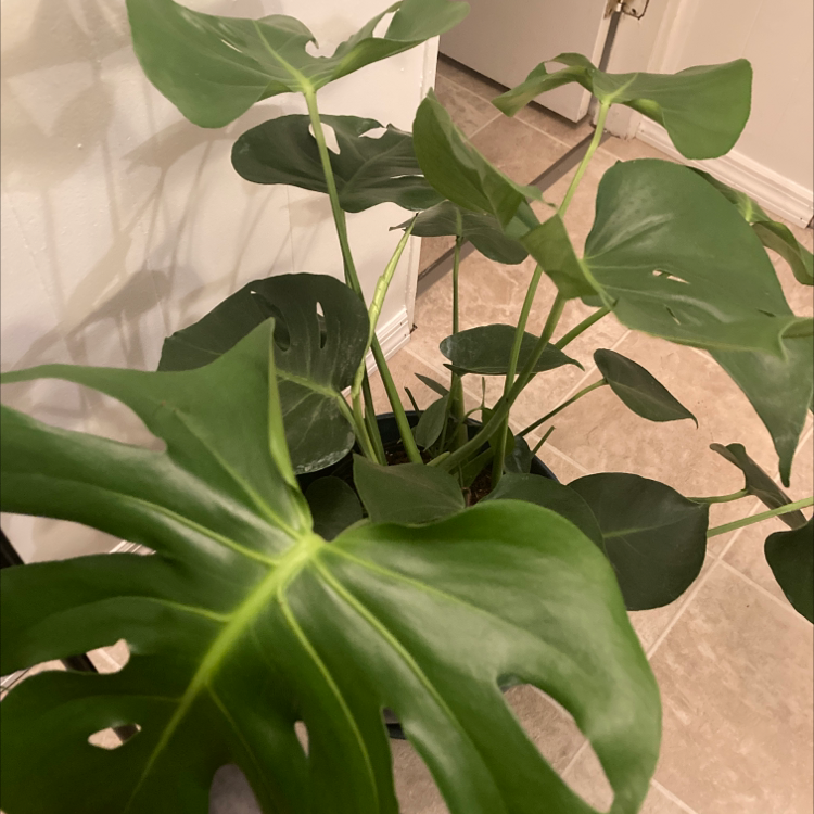 Monstera plant photo by @Smokeheem named Lebron on Greg, the plant care app.