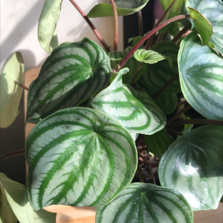 Peperomia Caperata plant photo by @Smokeheem named da Vinci on Greg, the plant care app.