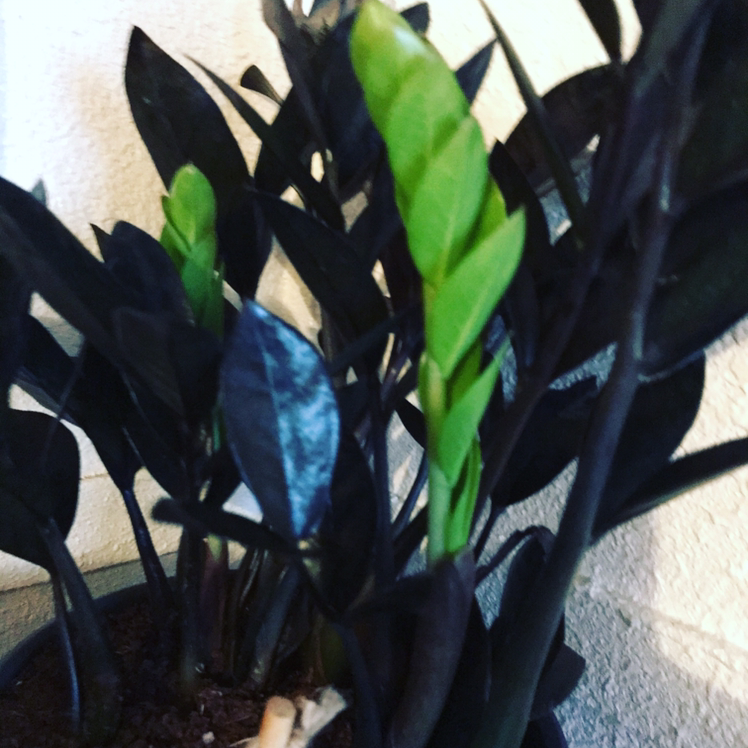 Zamioculcas Zamiifolia plant photo by @Smokeheem named Osmo on Greg, the plant care app.