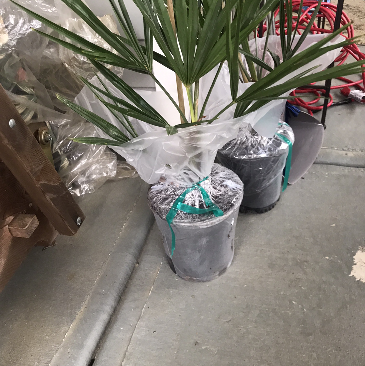 Healthy Rhapsis Palm plant with lush green leaves potted in a dark gray planter, sitting on a concrete floor.