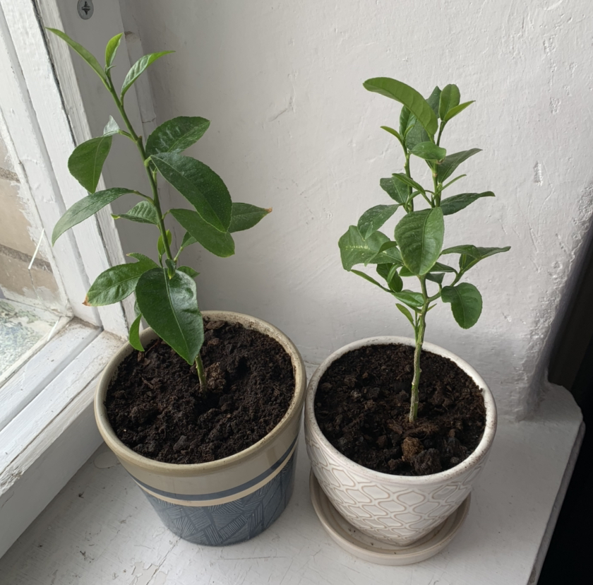 Two healthy potted lemon plants on a windowsill with visible soil.