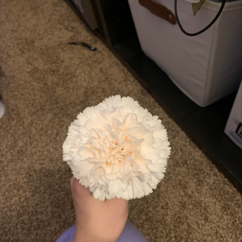 A healthy Border Carnation flower held by a hand indoors.