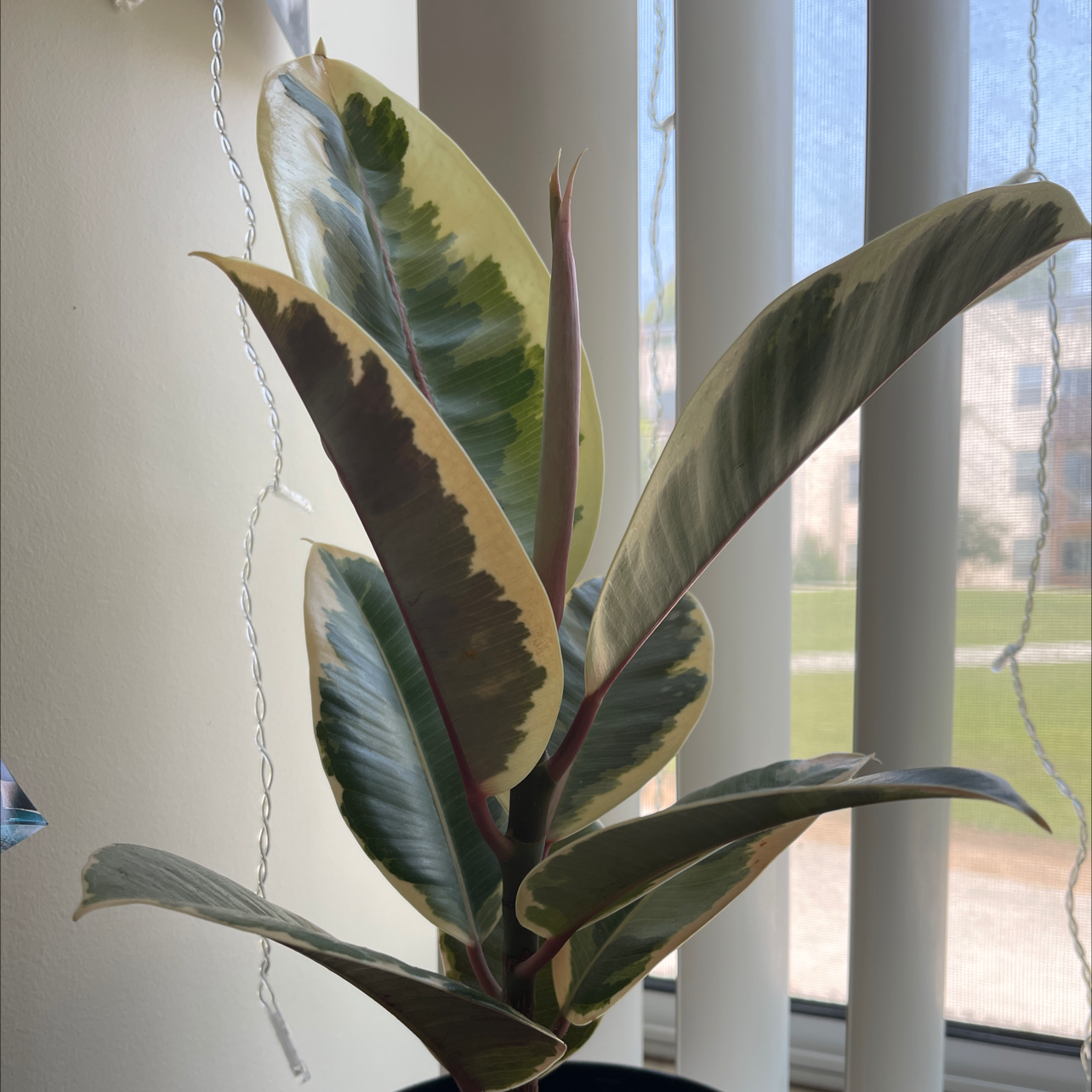 Variegated Rubber Tree plant photo by @nathanddang named Ficus Tineke on Greg, the plant care app.