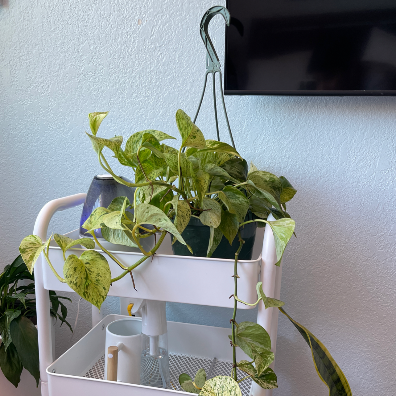 Marble Queen Pothos plant photo by @nathanddang named Marble Pothos on Greg, the plant care app.