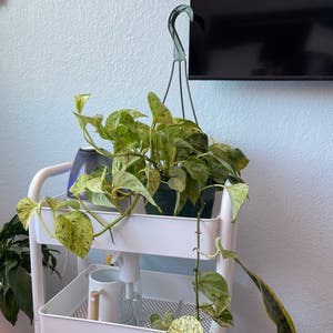 Marble Queen Pothos plant photo by Nathanddang named Marble Pothos on Greg, the plant care app.