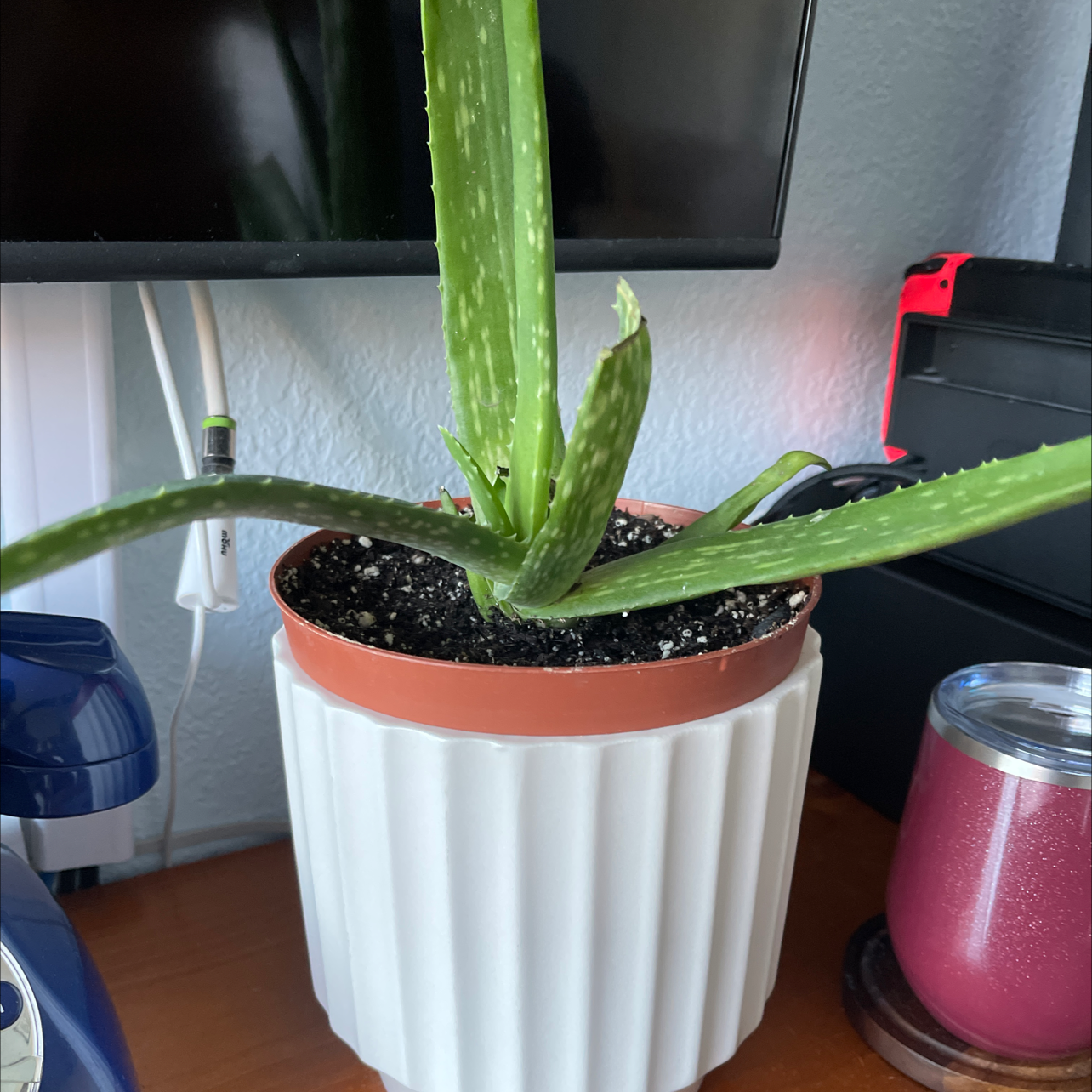 Aloe vera plant photo by @nathanddang named Aloe Vera Plant on Greg, the plant care app.
