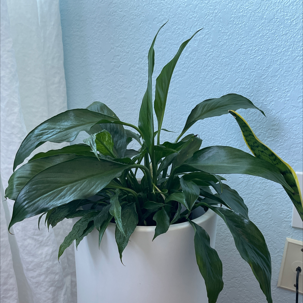 Healthy Domino Peace Lily in a white pot with vibrant green leaves.