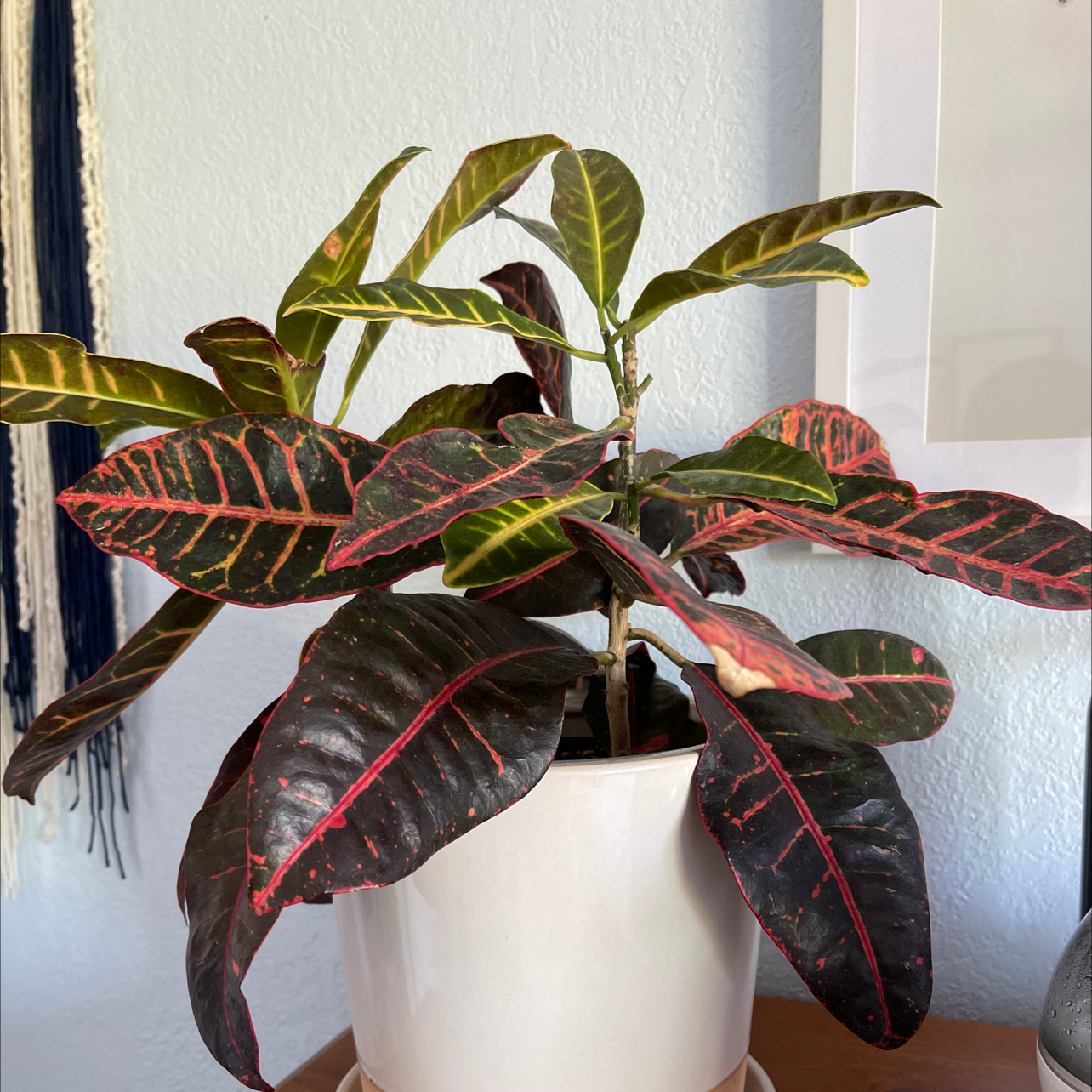 Croton 'Petra' plant photo by @nathanddang named Croton Plant on Greg, the plant care app.