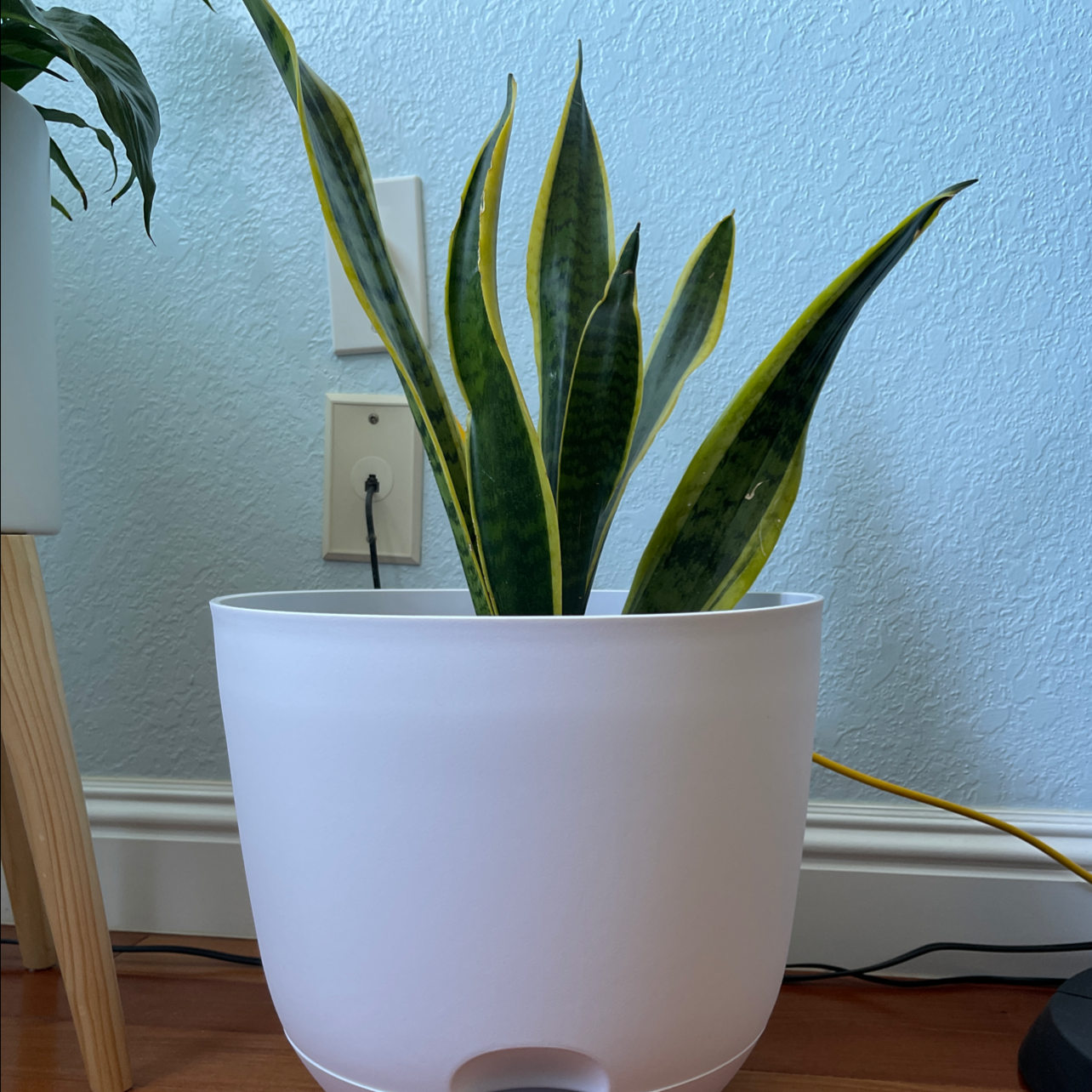 Snake Plant plant photo by @nathanddang named Snake Plant on Greg, the plant care app.