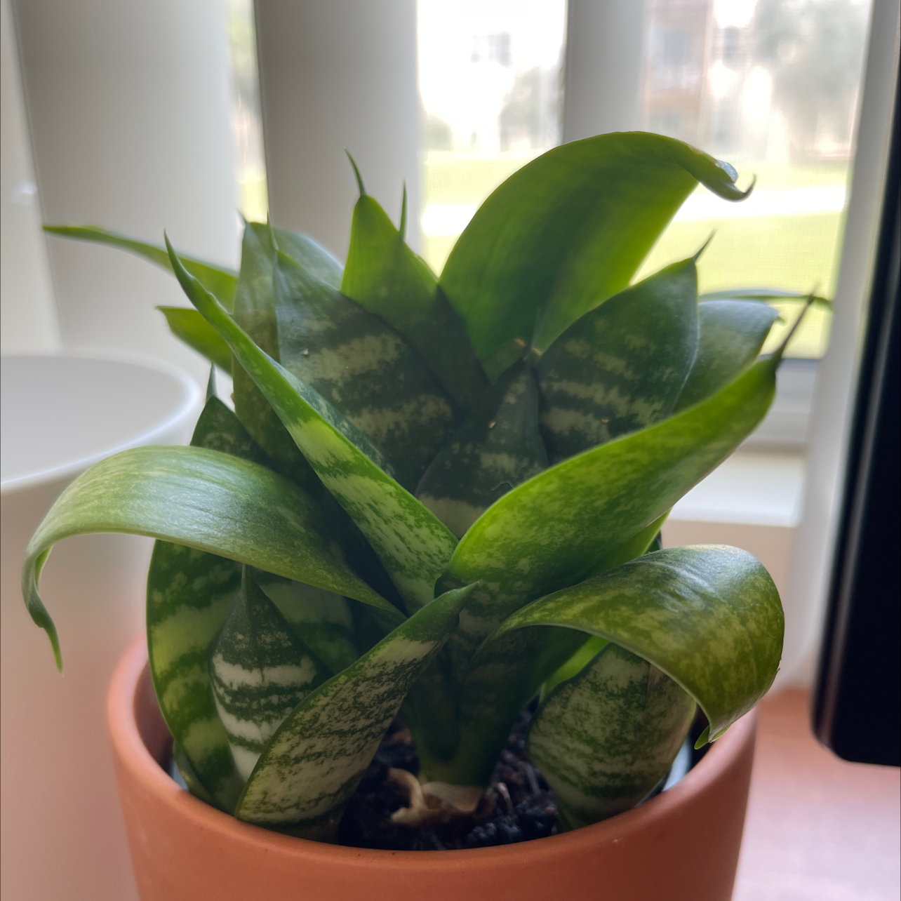 Snake Plant plant photo by @nathanddang named Sanservieria Snake Plant on Greg, the plant care app.