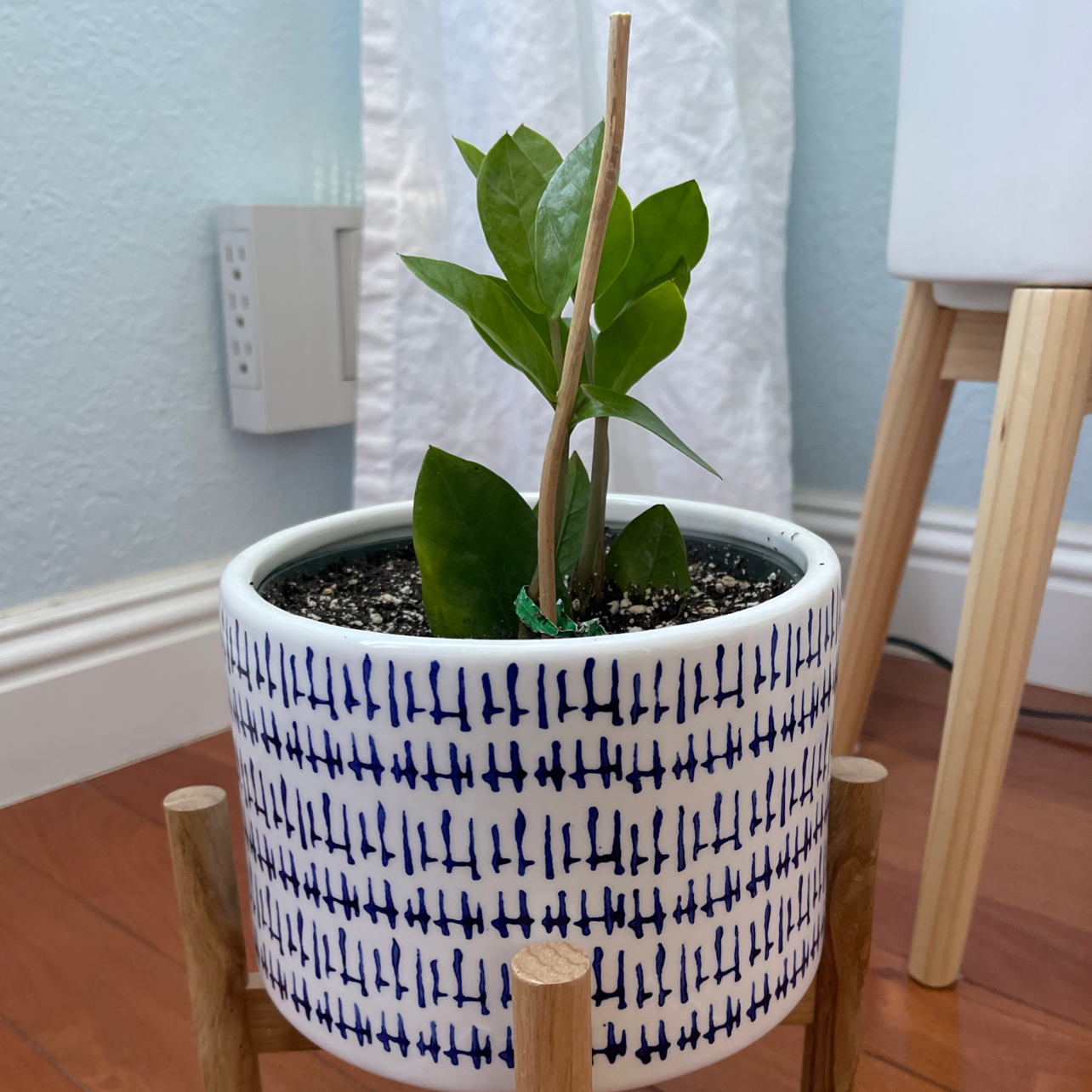 Zamioculcas Zamiifolia plant photo by @nathanddang named ZZ Plant on Greg, the plant care app.