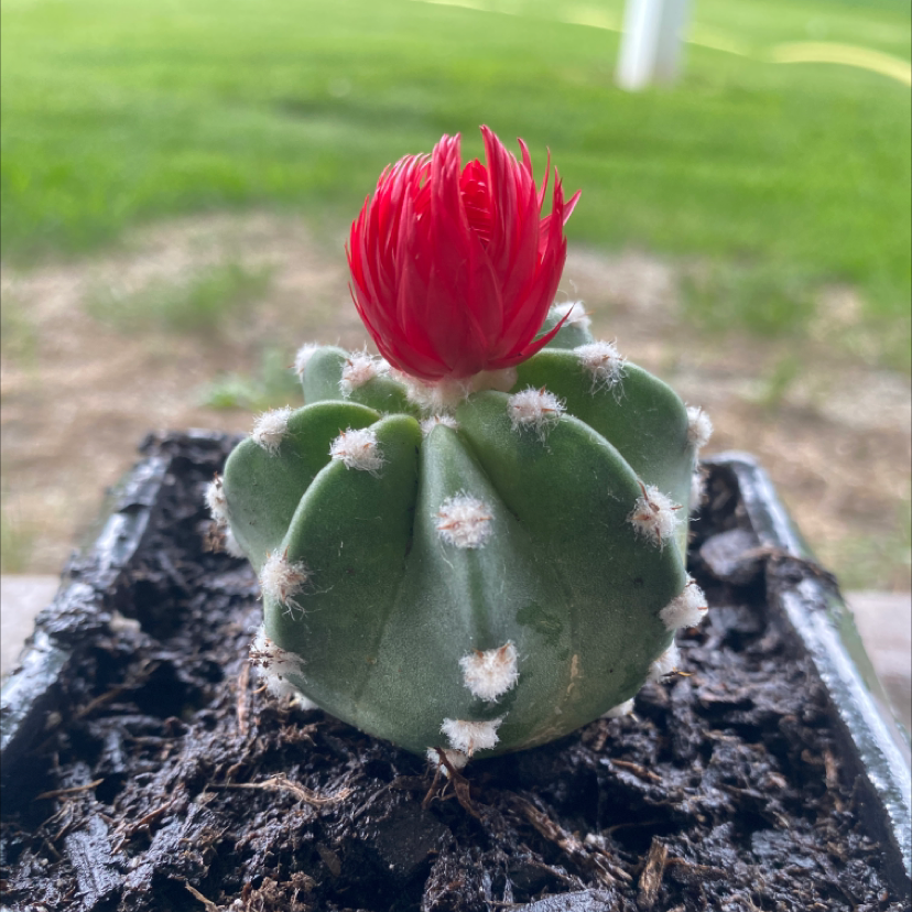Sand Dollar Cactus with a red flower in a pot with visible soil.