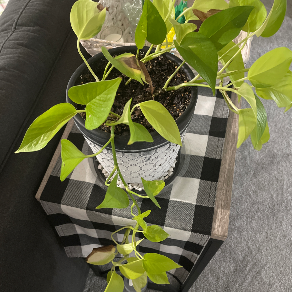 Taro Vine plant photo by @BabygirlT named FeFe on Greg, the plant care app.